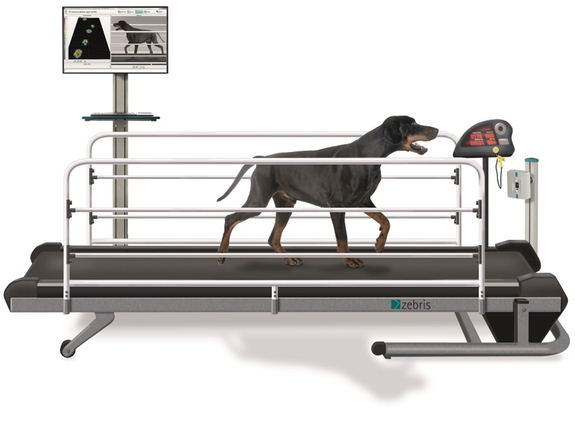 zebris Medical GmbH: CanidGait-Gait analysis for dogs. Measuring system ...